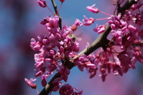 flower nature tree