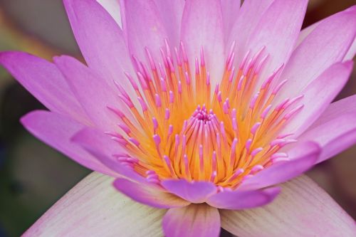 flower plant lotus
