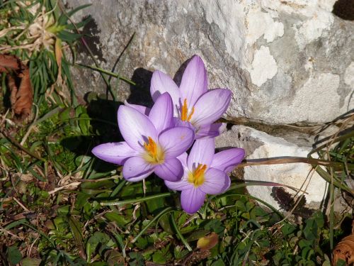 flower nature plant