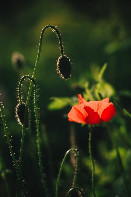 flower nature plant