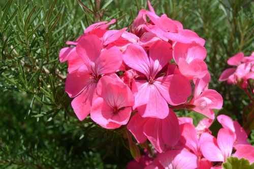 flower nature garden