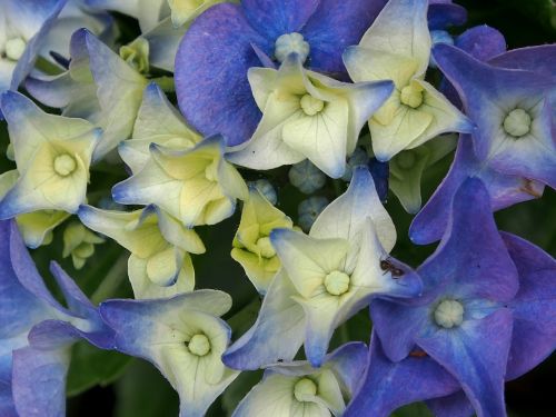 flower hydrangeas blue
