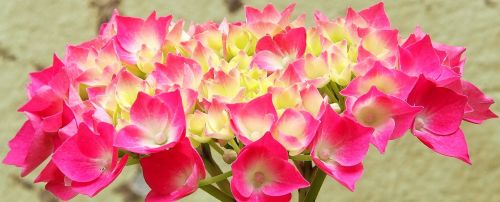 flower hydrangeas pink