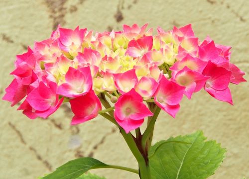 flower flowering hydrangea pink