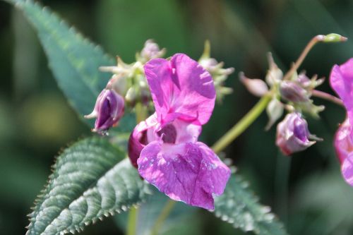 flower nature plant