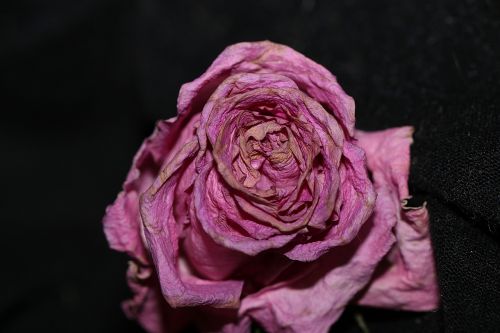 flower rose petal