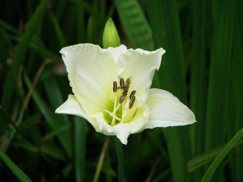 flower nature plant