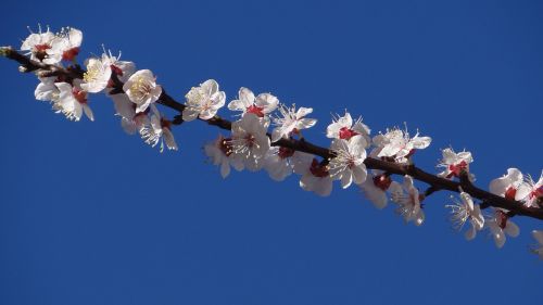 flower cherry branch