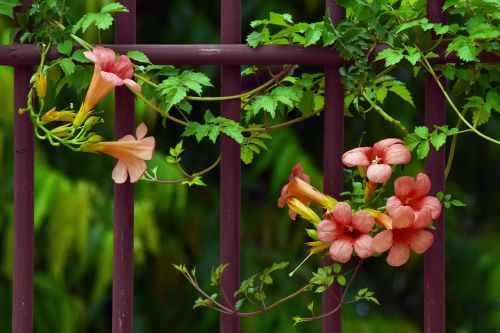 flower nature leaf