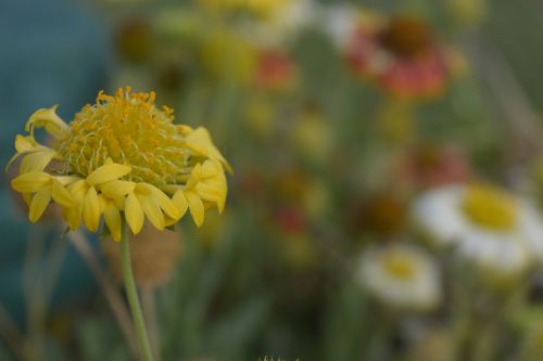 flower garden yellow