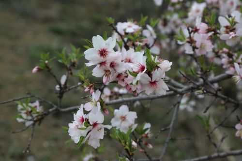 flower tree plant