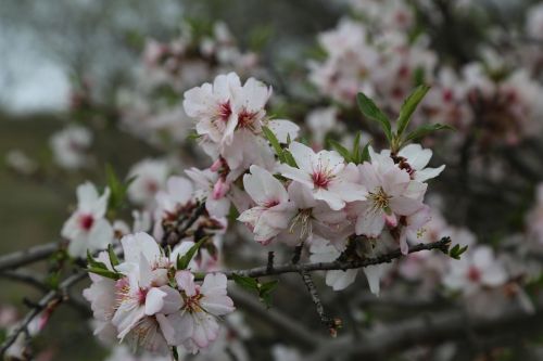 flower almond tree