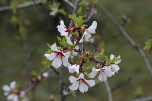 flower tree nature