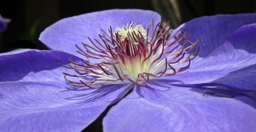 flower clematis blue