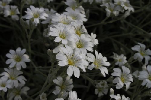 flower nature plant