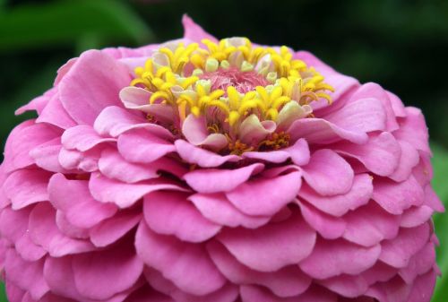 flower zinnia pink