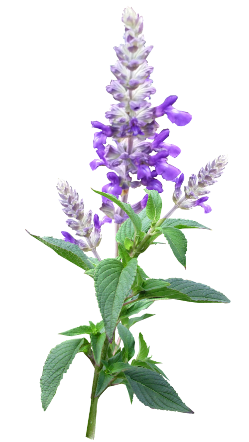 flower stem purple