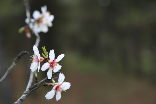 flower nature plant