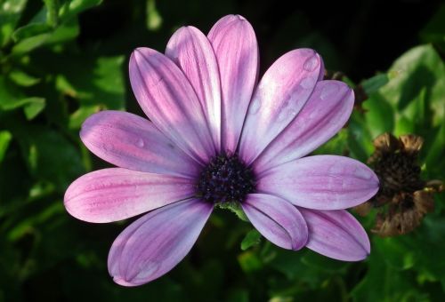 flower plant nature