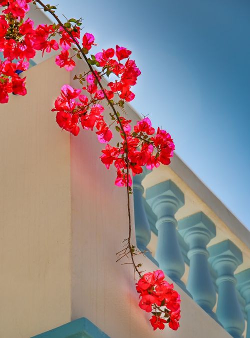 flower plant ornament