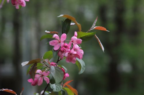 flower nature plant