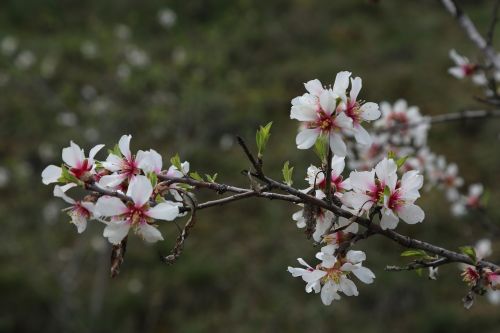 flower tree plant