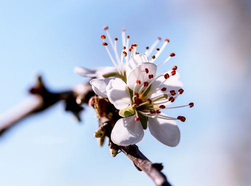 flower tree cherry wood