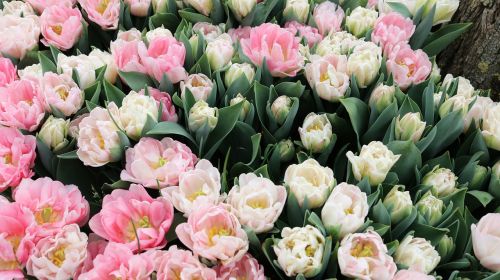 flower tulip plant