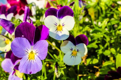 flower garden nature