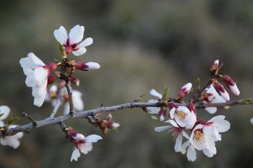 flower nature tree