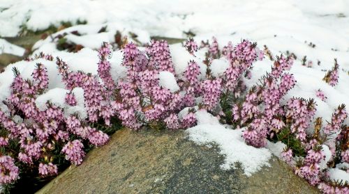 flower erica winter