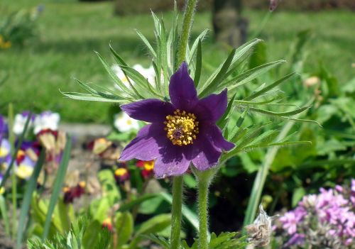 flower anemone nature