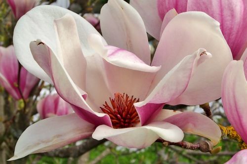flower magnolia garden