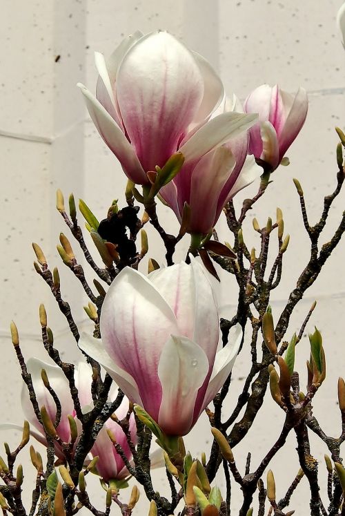 flower magnolia flowers