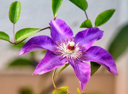 flower plant nature