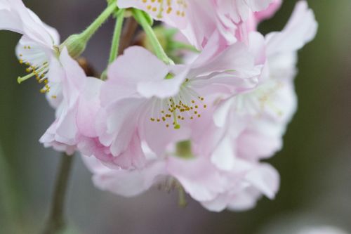 flower plant nature