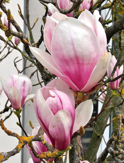 flower magnolia pink