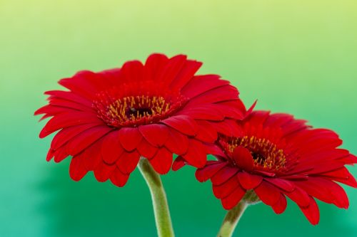 flower gerbera red