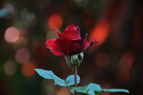 flower throat red rose