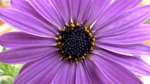 flower nature plant