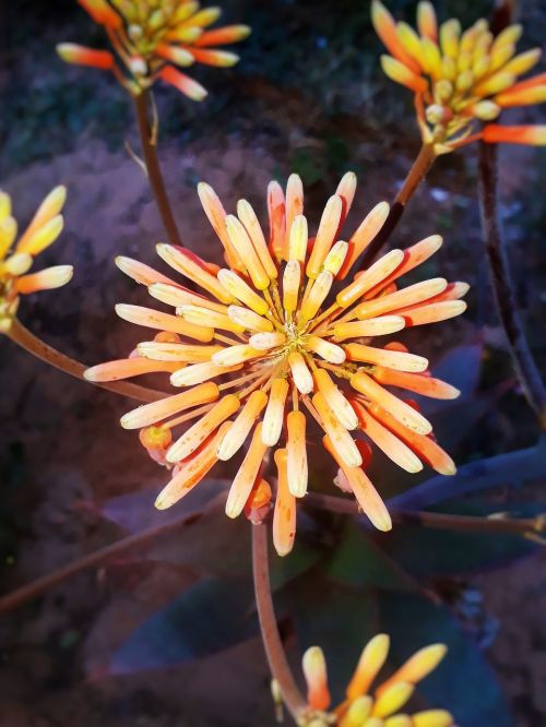 flower nature plant