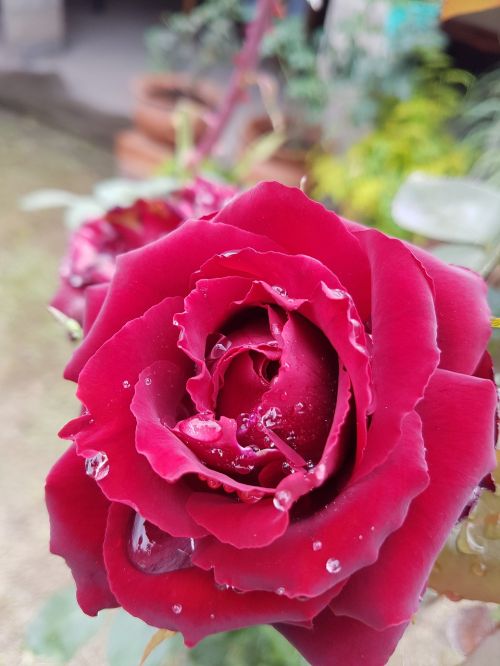flower rosa red rose
