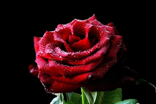 flower rose rose petals