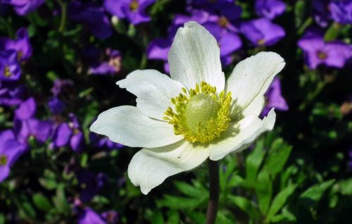 flower anemone white