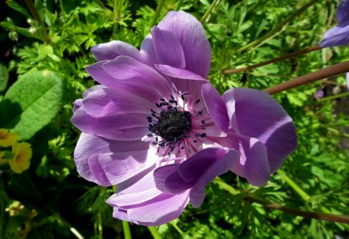 flower plant nature