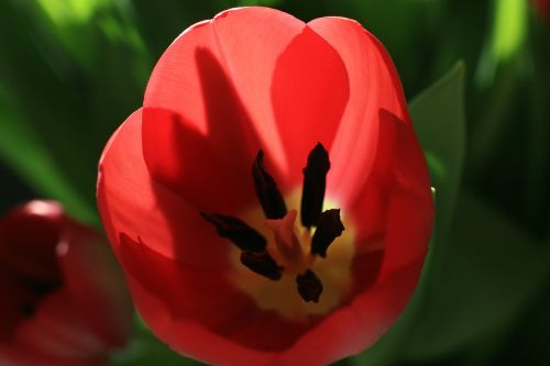 flower nature tulip