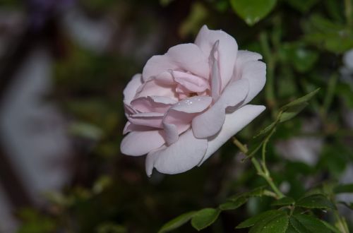 flower rose plant