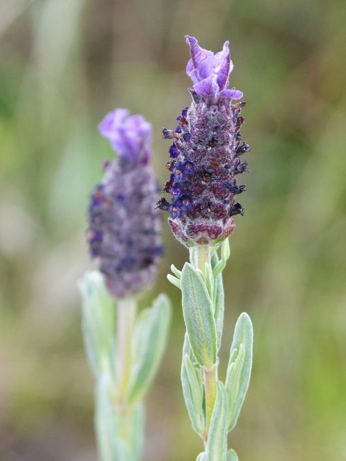 flower lavender lavandula officinnalis