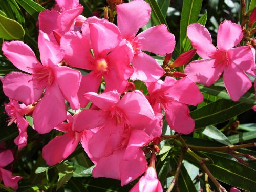 flower plant nature