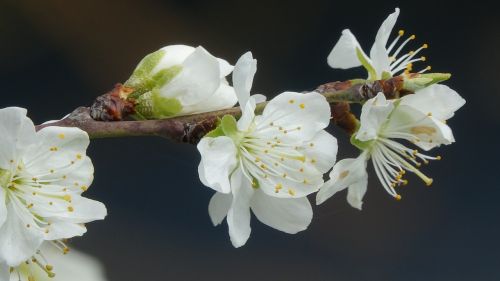 flower nature cherry